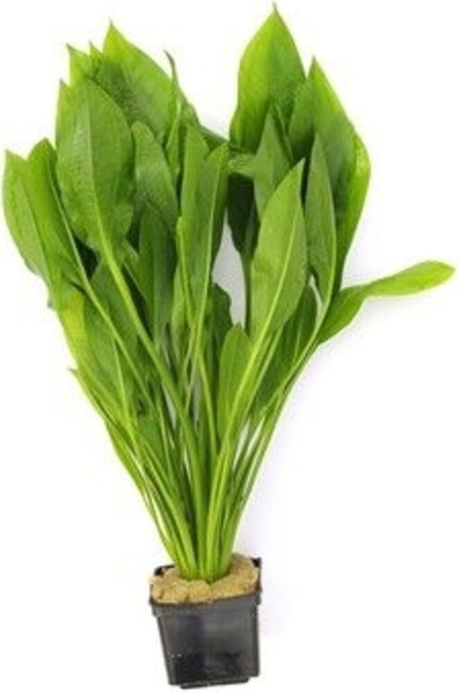 Waterplant Echinodorus Grisebachii Bleherae - Extra Groß Waterplant Echinodorus Grisebachii Bleherae - Extra Groß