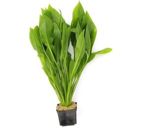 Waterplant Echinodorus Grisebachii Bleherae - Extra Groß