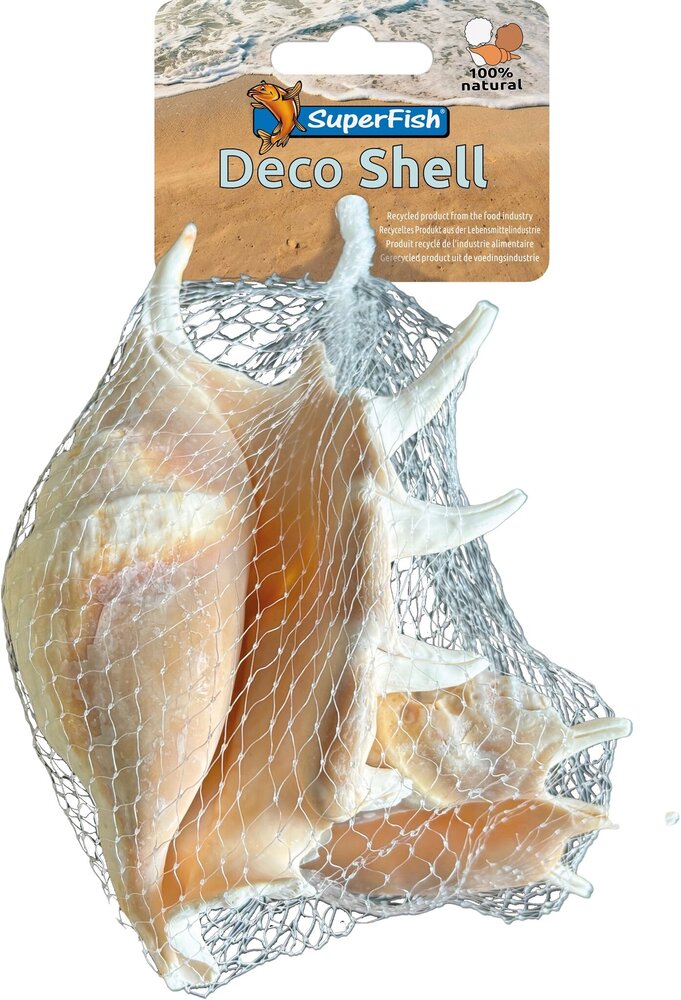 Superfish deko muschel spinne
