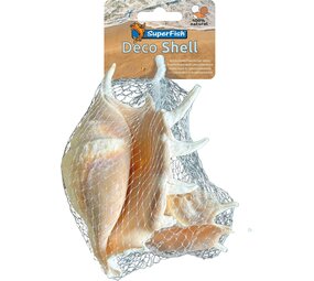 Superfish deko muschel spinne