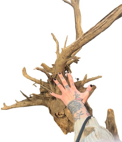 AquastoreXL Corbo Root XL NR03 7,6kg