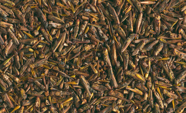 Tetra Repto Delica Heuschrecken 250 ml Tetra Repto Delica Heuschrecken 250 ml