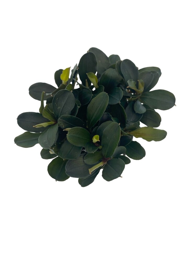 Wasserpflanze Bucephalandra Theia