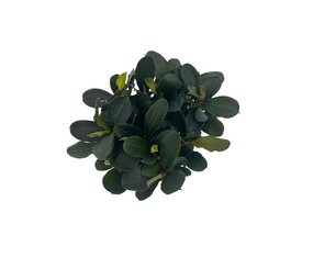 Wasserpflanze Bucephalandra Theia Wasserpflanze Bucephalandra Theia