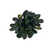 Wasserpflanze Bucephalandra Theia