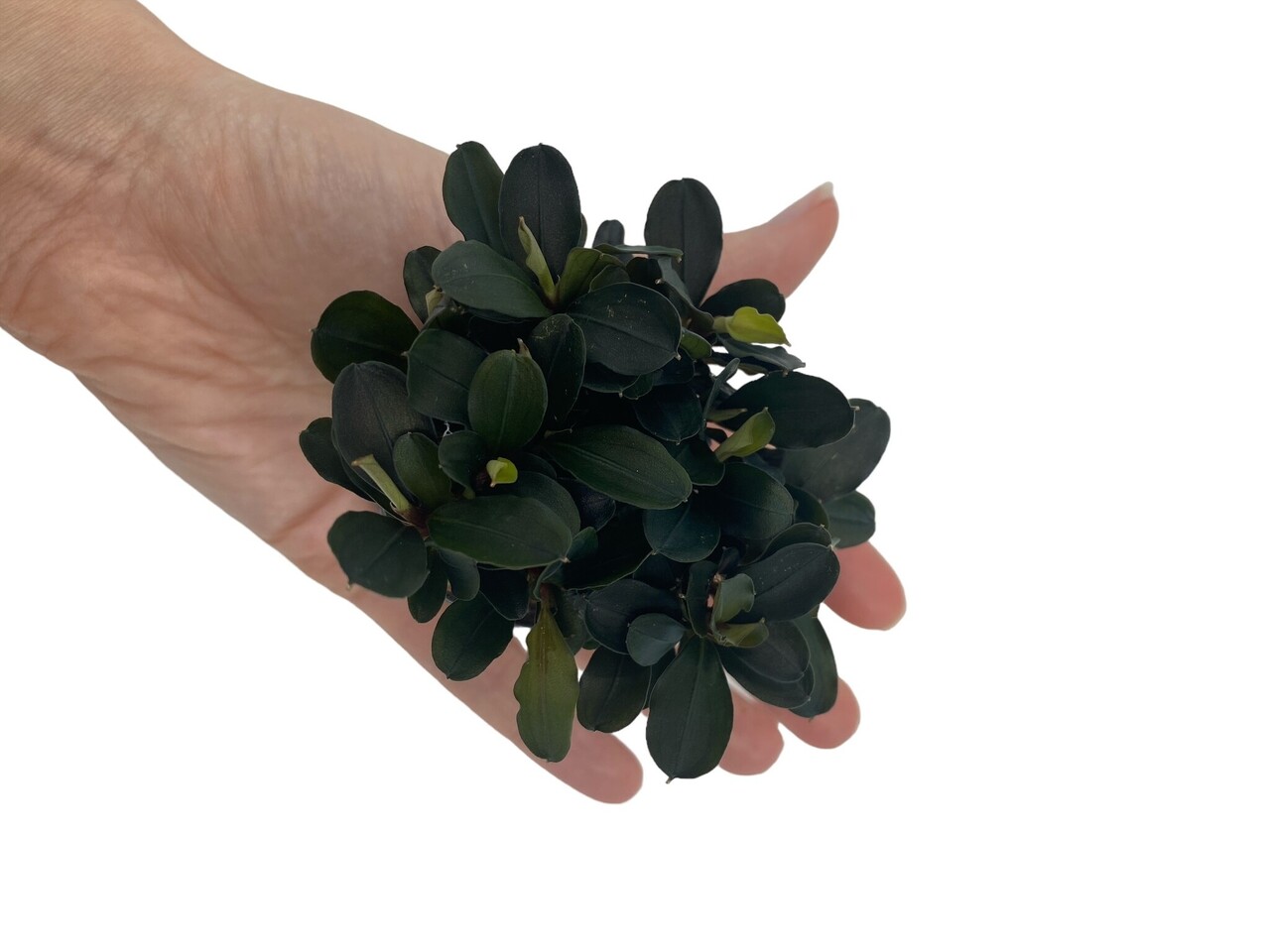 Wasserpflanze Bucephalandra Theia