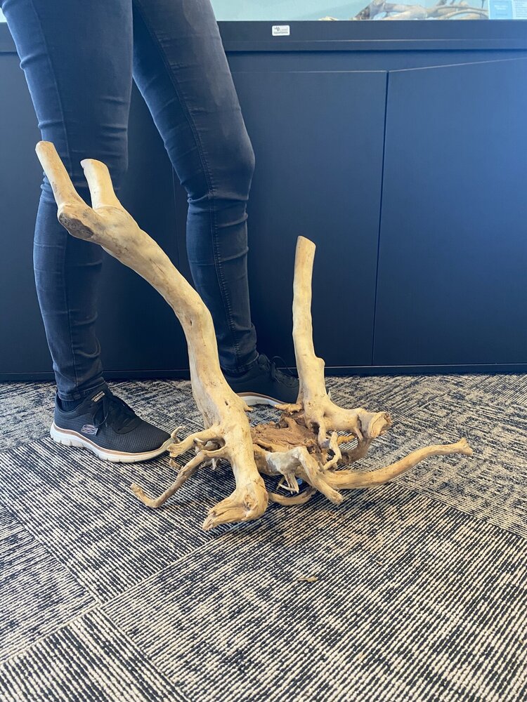 AQXL Ausgewählter Holzstumpf 60x56