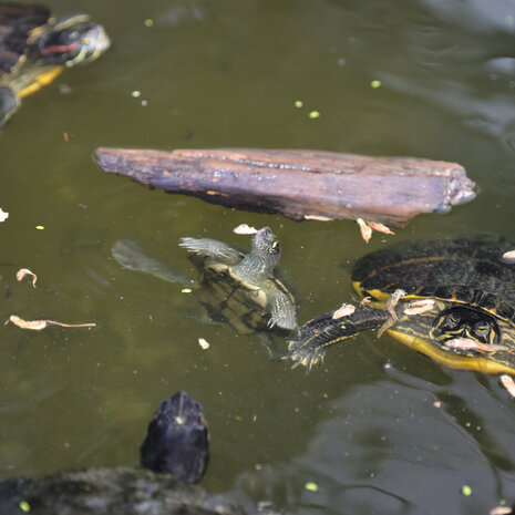 JBL ProTerra Pescarus 2,5L JBL ProTerra Pescarus 2,5L