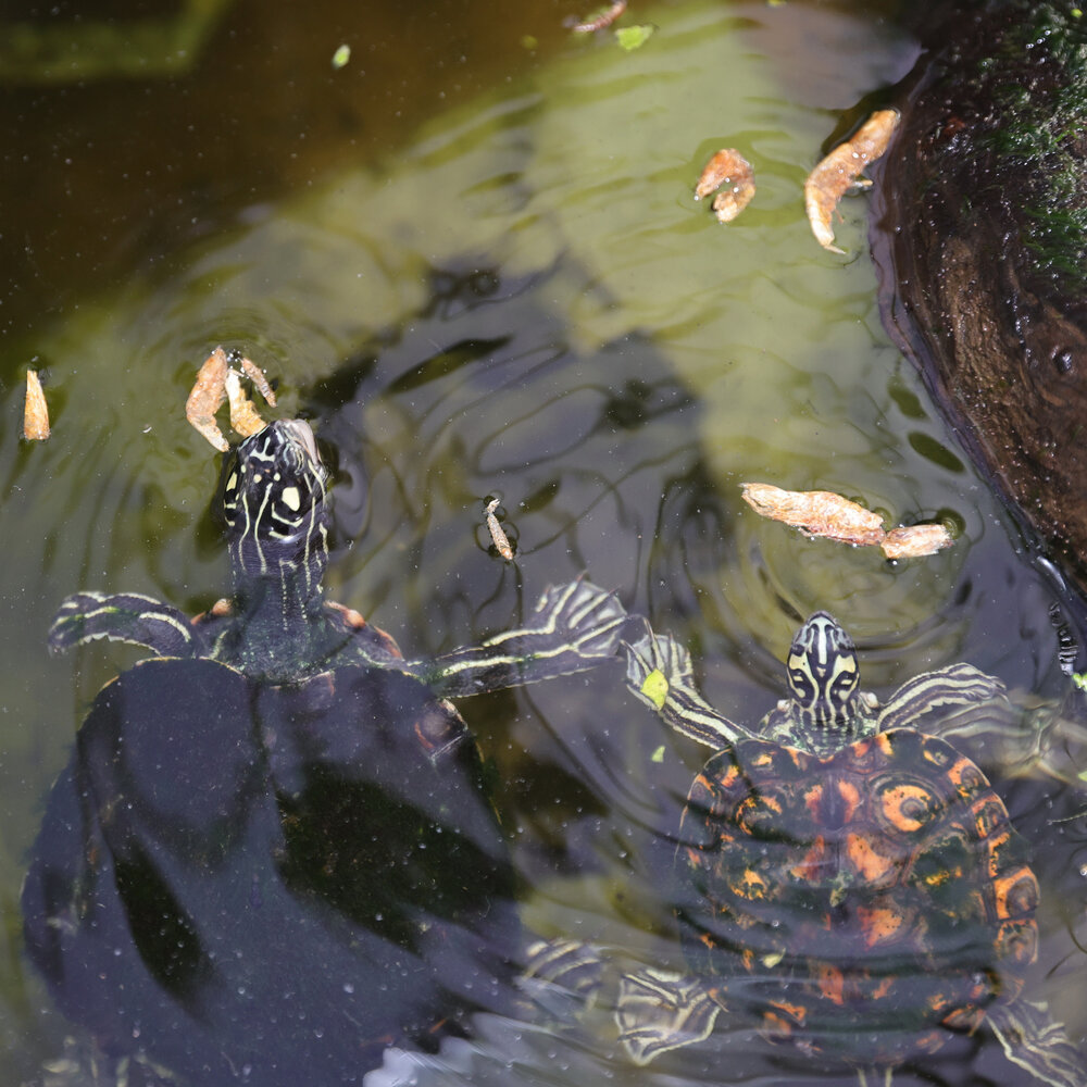 JBL ProTerra Crustarus 250ml