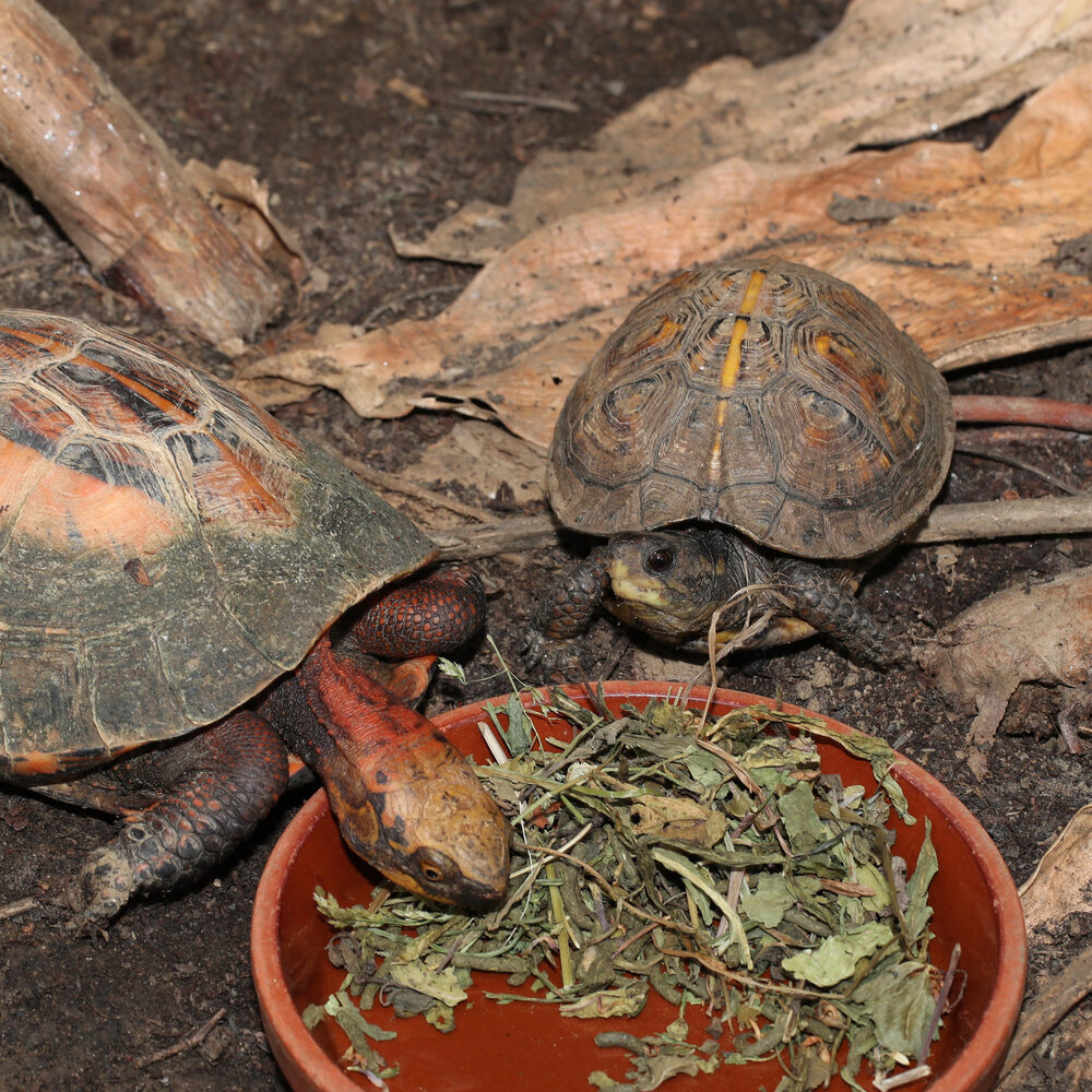 JBL ProTerra Herbil 1000ml