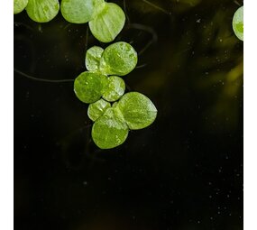 Waterplant Spirodela Polyrrhiza