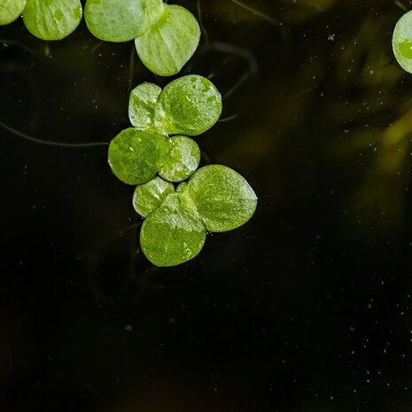 Wasserpflanze Spirodela Polyrrhiza Wasserpflanze Spirodela Polyrrhiza