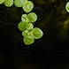 Wasserpflanze Spirodela Polyrrhiza Wasserpflanze Spirodela Polyrrhiza