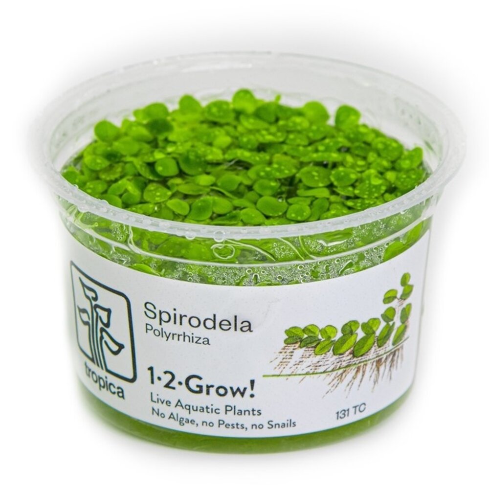 Wasserpflanze Spirodela Polyrrhiza Wasserpflanze Spirodela Polyrrhiza