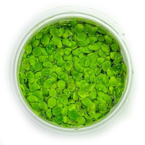 Waterplant Spirodela Polyrrhiza Waterplant Spirodela Polyrrhiza