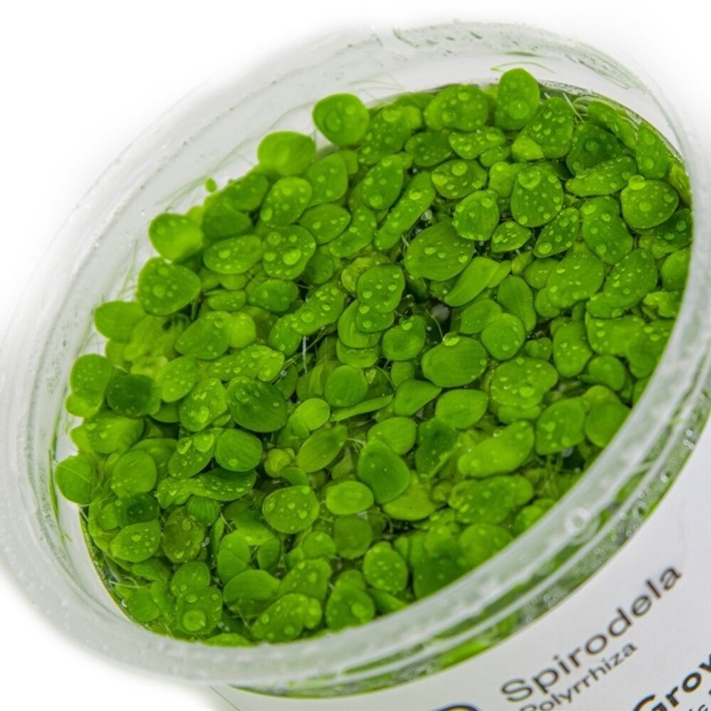 Wasserpflanze Spirodela Polyrrhiza Wasserpflanze Spirodela Polyrrhiza