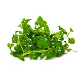 Waterplant Hygrophila Serpyllum Waterplant Hygrophila Serpyllum