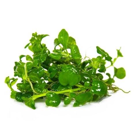 Waterplant Hygrophila Serpyllum