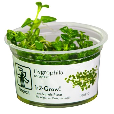 Wasserpflanze Hygrophila Serpyllum