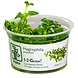 Wasserpflanze Hygrophila Serpyllum