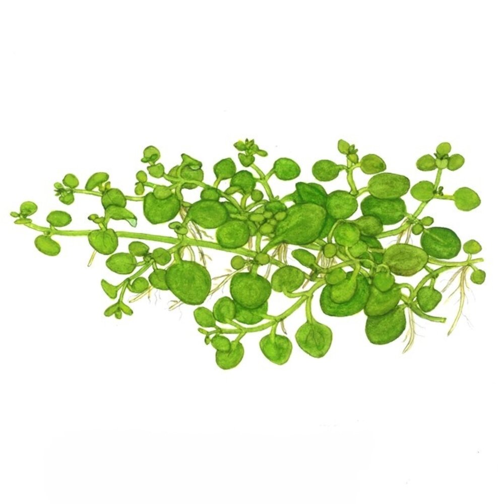 Waterplant Hygrophila Serpyllum