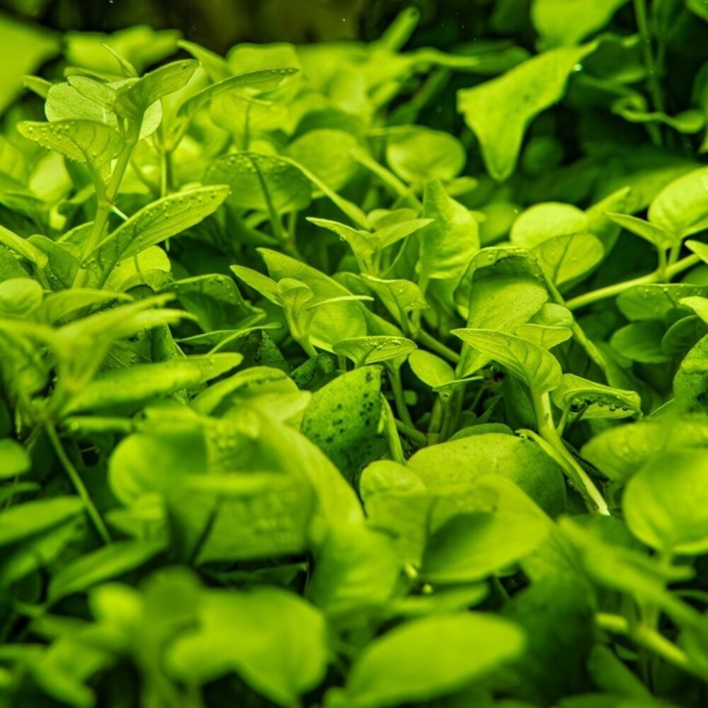 Wasserpflanze Hygrophila Serpyllum