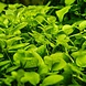 Wasserpflanze Hygrophila Serpyllum
