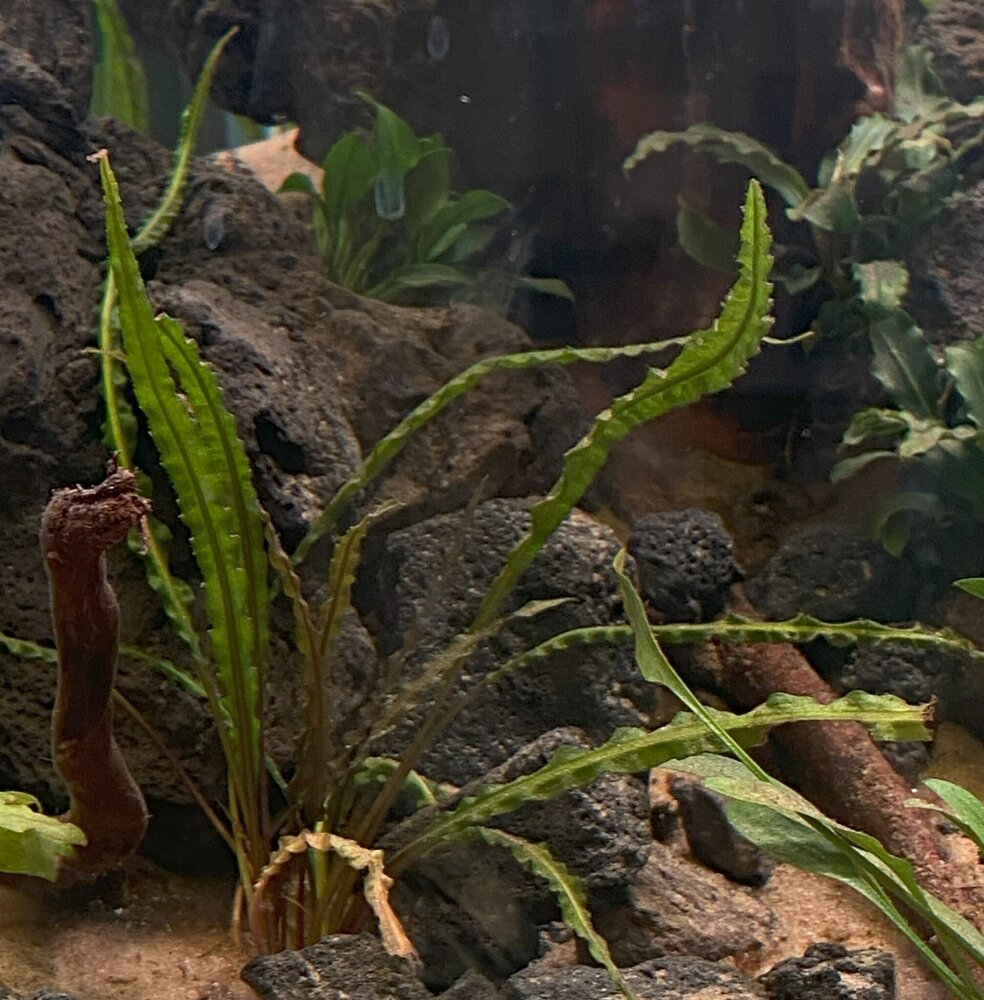 Wasserpflanze Cryptocoryne Crispatula var. Balansae im Topf Wasserpflanze Cryptocoryne Crispatula var. Balansae im Topf