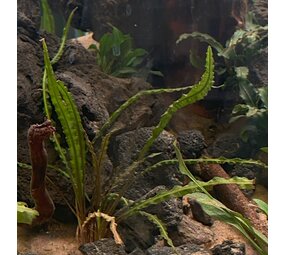 Waterplant Cryptocoryne Crispatula var. Balansae im Topf