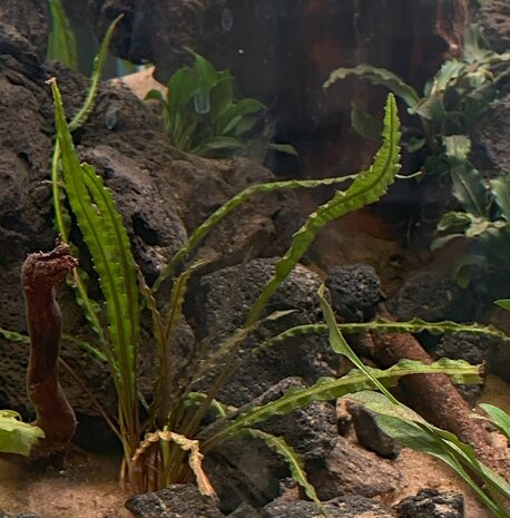 Wasserpflanze Cryptocoryne Crispatula var. Balansae im Topf Wasserpflanze Cryptocoryne Crispatula var. Balansae im Topf