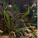 Wasserpflanze Cryptocoryne Crispatula var. Balansae im Topf Wasserpflanze Cryptocoryne Crispatula var. Balansae im Topf