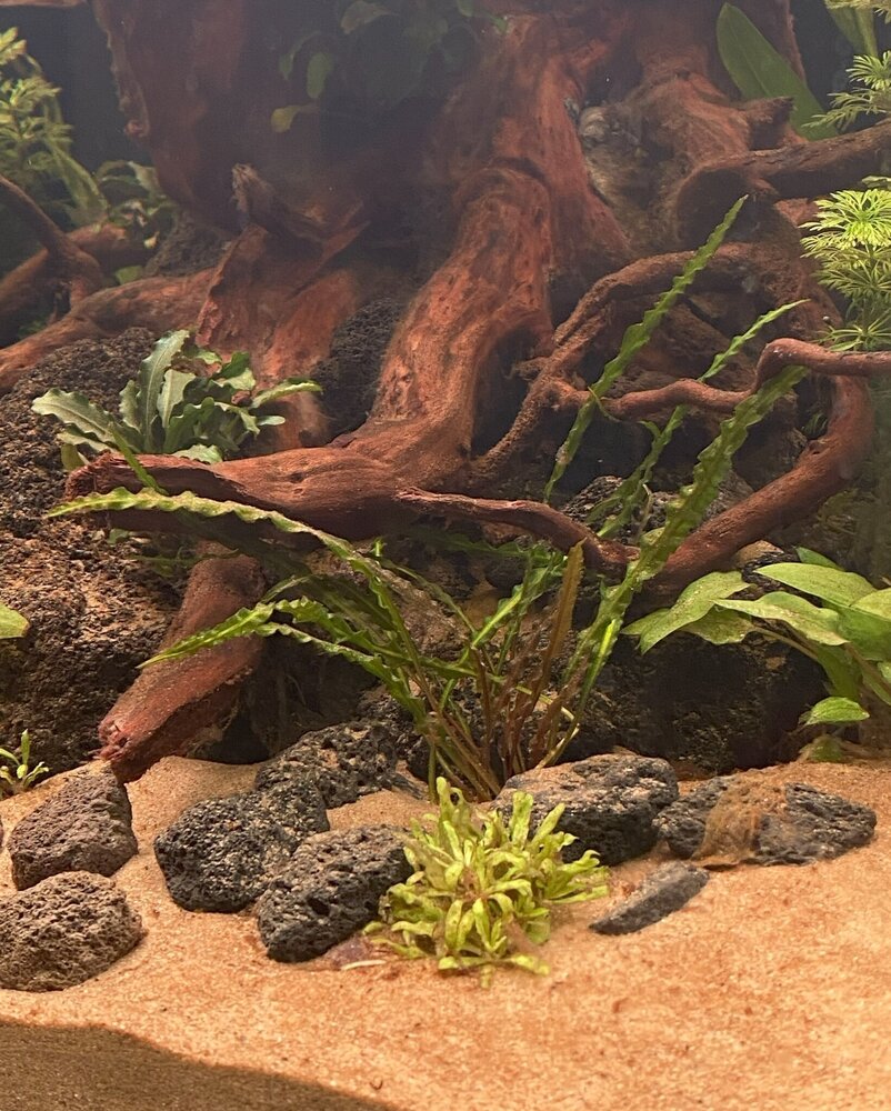 Wasserpflanze Cryptocoryne Crispatula var. Balansae im Topf Wasserpflanze Cryptocoryne Crispatula var. Balansae im Topf