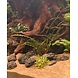 Wasserpflanze Cryptocoryne Crispatula var. Balansae im Topf Wasserpflanze Cryptocoryne Crispatula var. Balansae im Topf