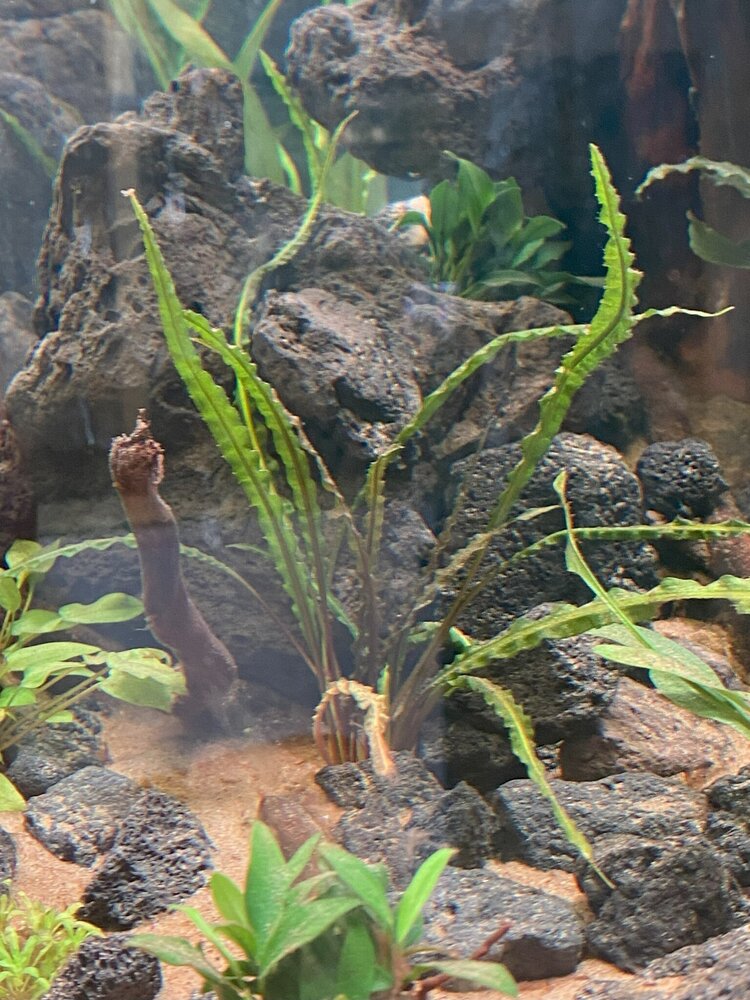 Wasserpflanze Cryptocoryne Crispatula var. Balansae im Topf Wasserpflanze Cryptocoryne Crispatula var. Balansae im Topf