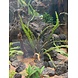 Wasserpflanze Cryptocoryne Crispatula var. Balansae im Topf Wasserpflanze Cryptocoryne Crispatula var. Balansae im Topf