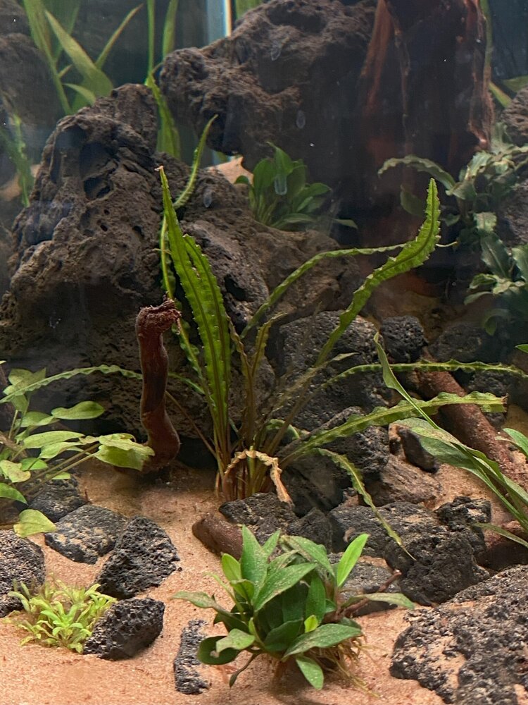 Wasserpflanze Cryptocoryne Crispatula var. Balansae im Topf Wasserpflanze Cryptocoryne Crispatula var. Balansae im Topf