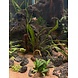 Wasserpflanze Cryptocoryne Crispatula var. Balansae im Topf Wasserpflanze Cryptocoryne Crispatula var. Balansae im Topf