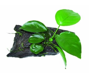 Waterplant Wood Anubias SS