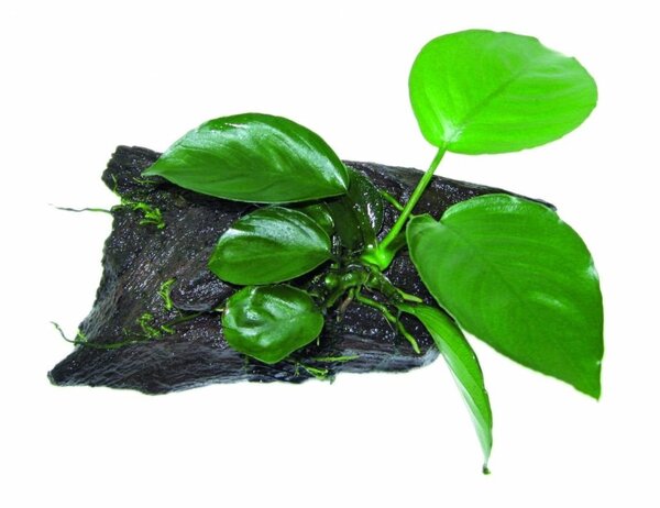 Waterplant Wood Anubias SS Waterplant Wood Anubias SS