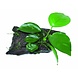 Waterplant Wood Anubias SS Waterplant Wood Anubias SS