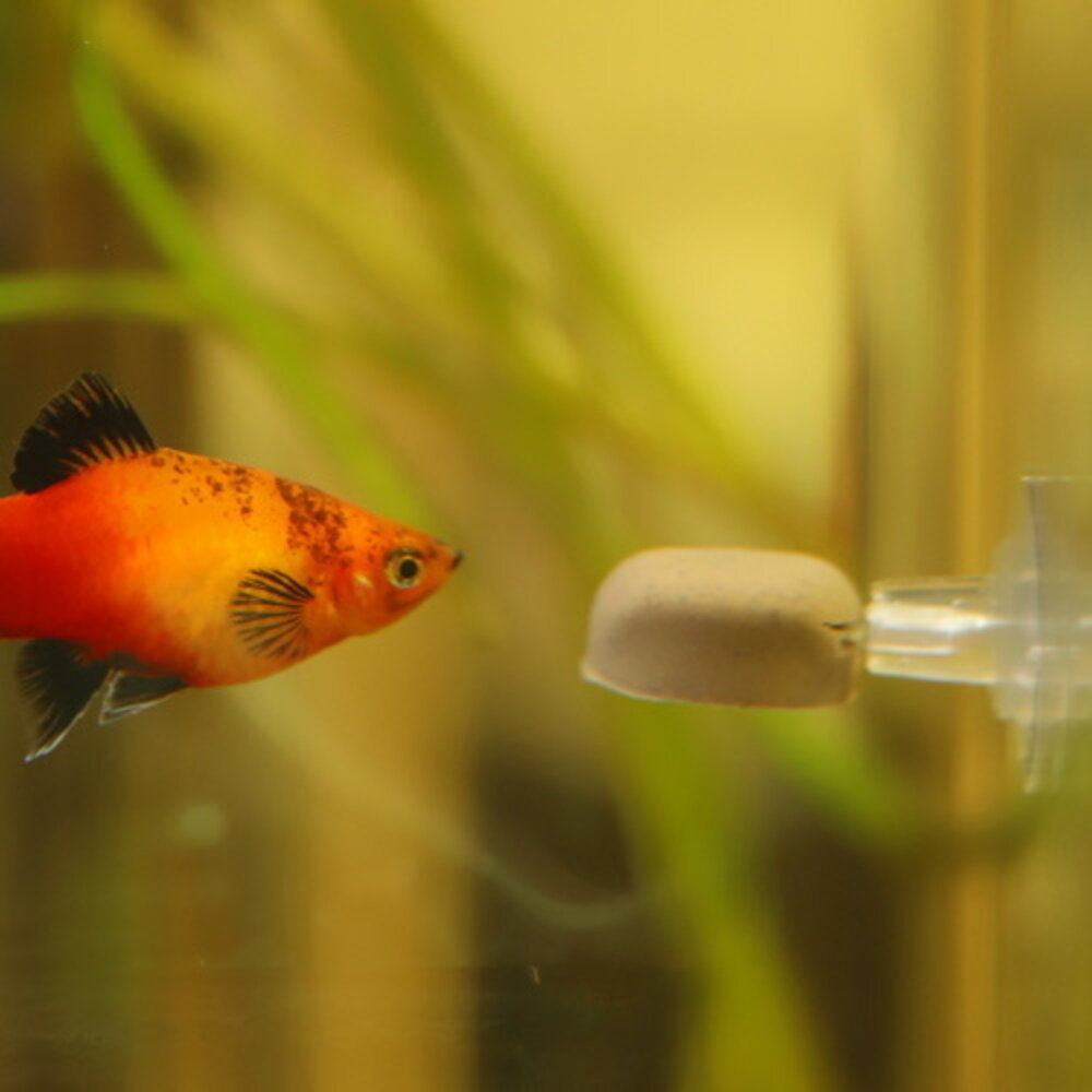 Dupla Gel-O-Drops Halter Dupla Gel-O-Drops Halter