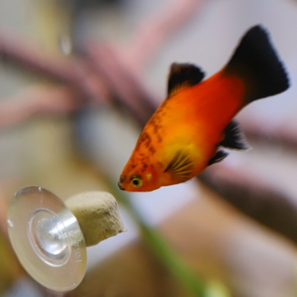 Dupla Gel-O-Drops Halter Dupla Gel-O-Drops Halter