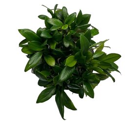 Wasserpflanze Anubias Barteri var. Nana Pangolino im Topf Wasserpflanze Anubias Barteri var. Nana Pangolino im Topf