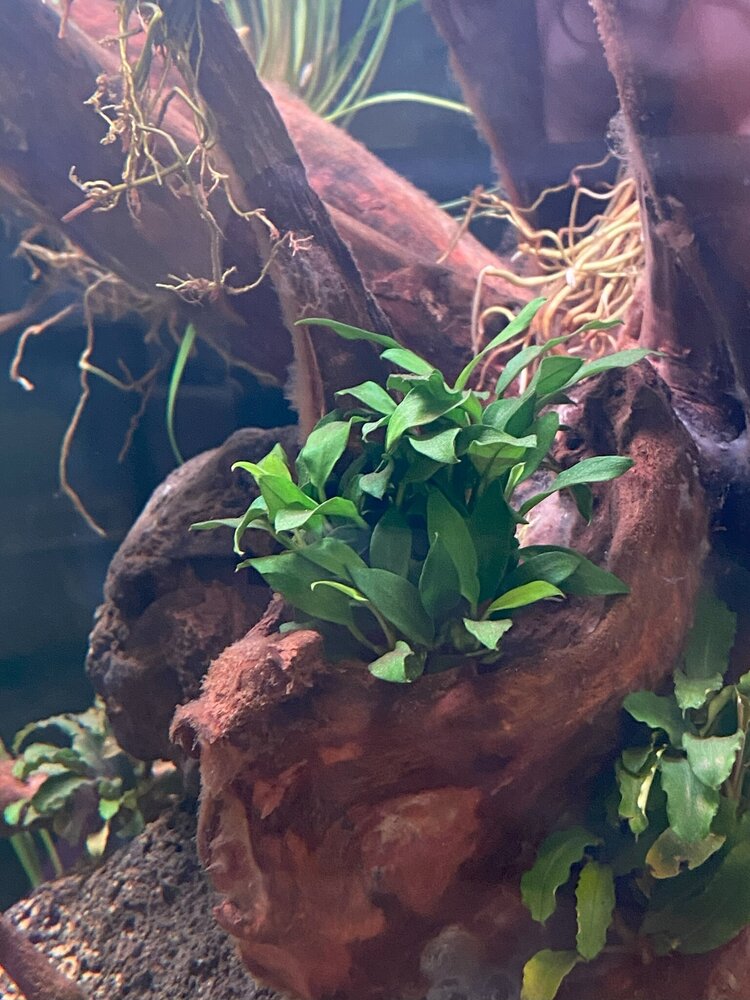 Waterplant Anubias Barteri var. Nana Pangolino im Topf