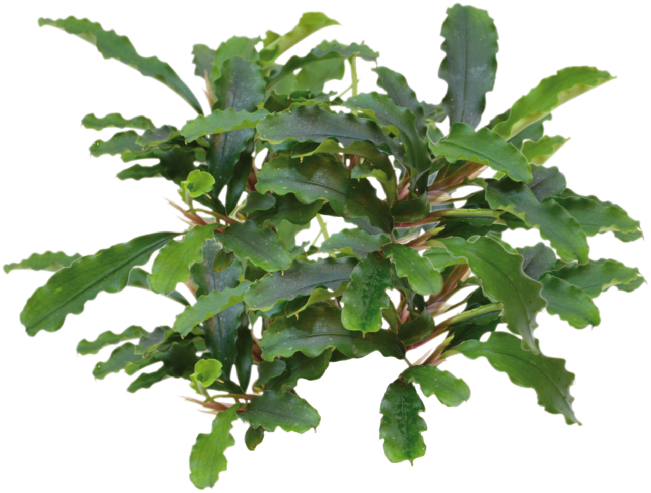 Wasserpflanze Bucephalandra sp. Green Velvet im Topf Wasserpflanze Bucephalandra sp. Green Velvet im Topf