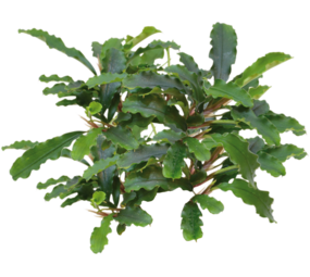 Waterplant Bucephalandra sp. Green Velvet im Topf