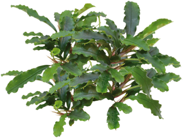 Wasserpflanze Bucephalandra sp. Green Velvet im Topf Wasserpflanze Bucephalandra sp. Green Velvet im Topf