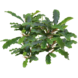 Wasserpflanze Bucephalandra sp. Green Velvet im Topf Wasserpflanze Bucephalandra sp. Green Velvet im Topf