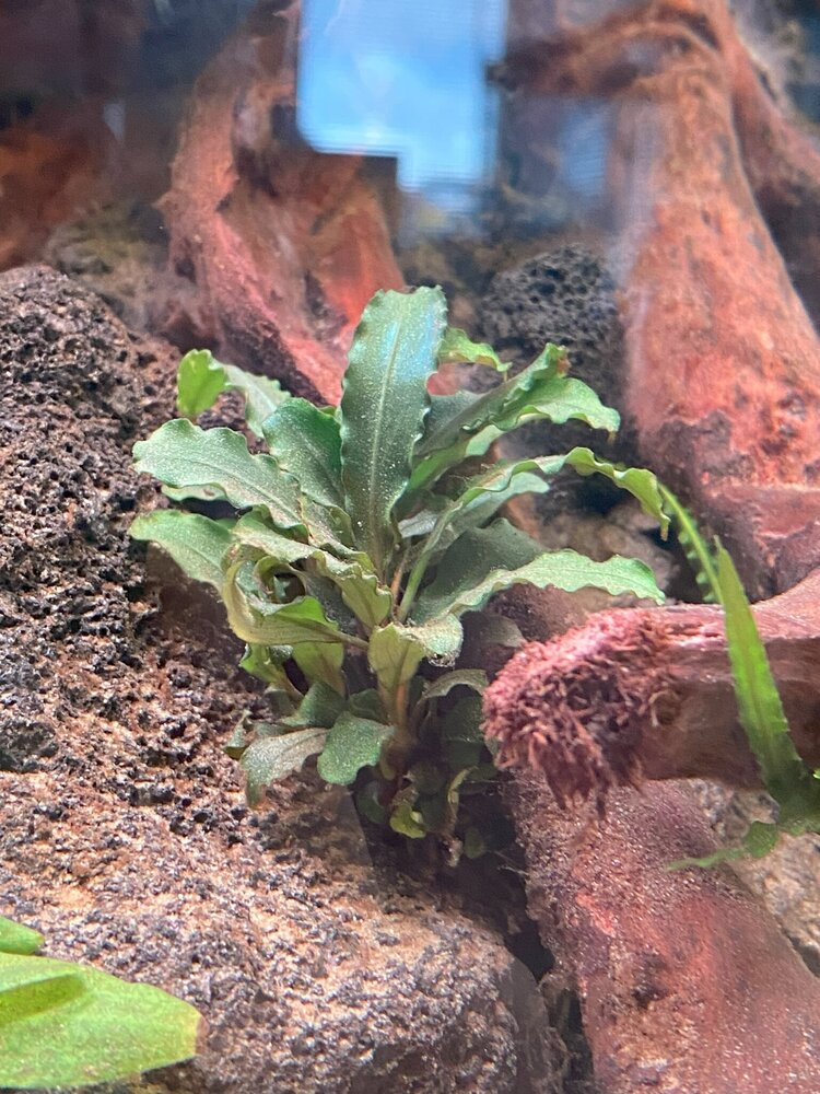 Wasserpflanze Bucephalandra sp. Green Velvet im Topf Wasserpflanze Bucephalandra sp. Green Velvet im Topf