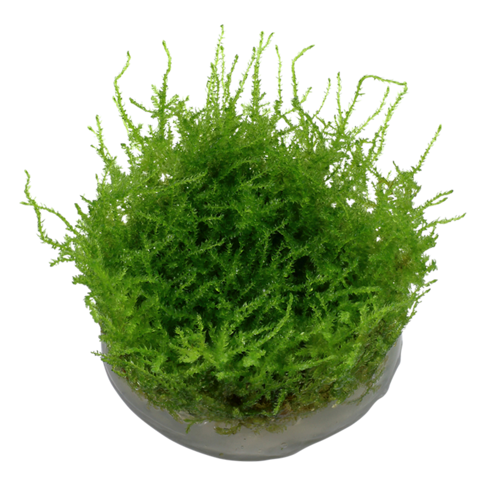Wasserpflanze Vesicularia Montagnei Christmas Moos Wasserpflanze Vesicularia Montagnei Christmas Moos